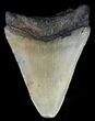Bargain, Megalodon Tooth - North Carolina #67060-1